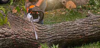 Tree and Shrub Care in Leland Grove, IL